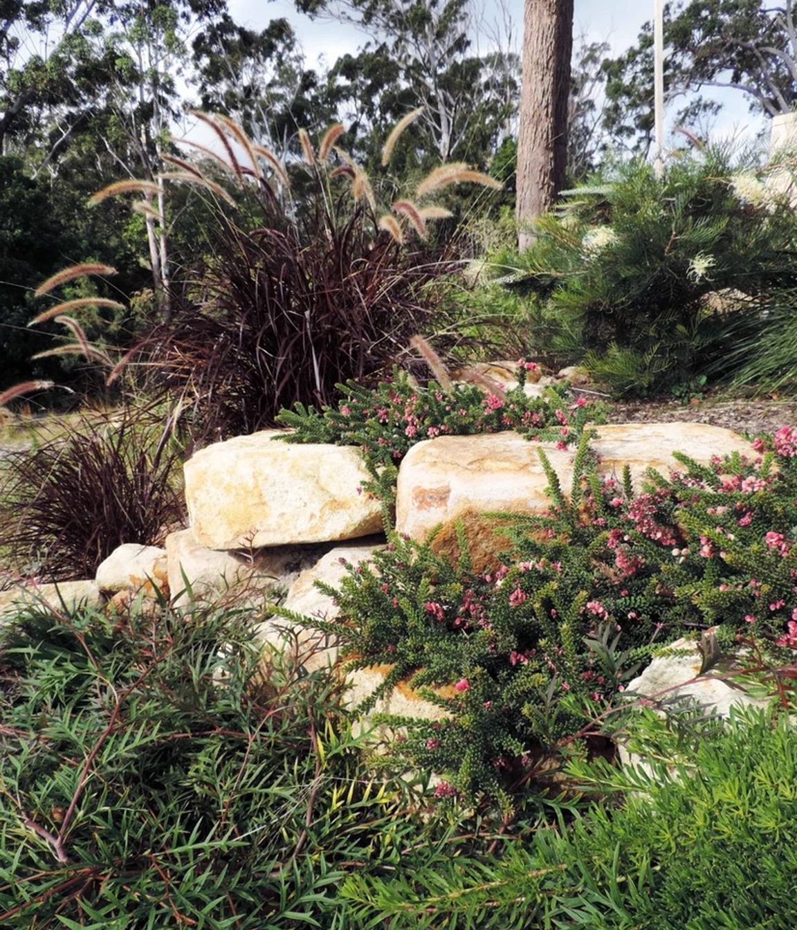 Contemporary Native Garden