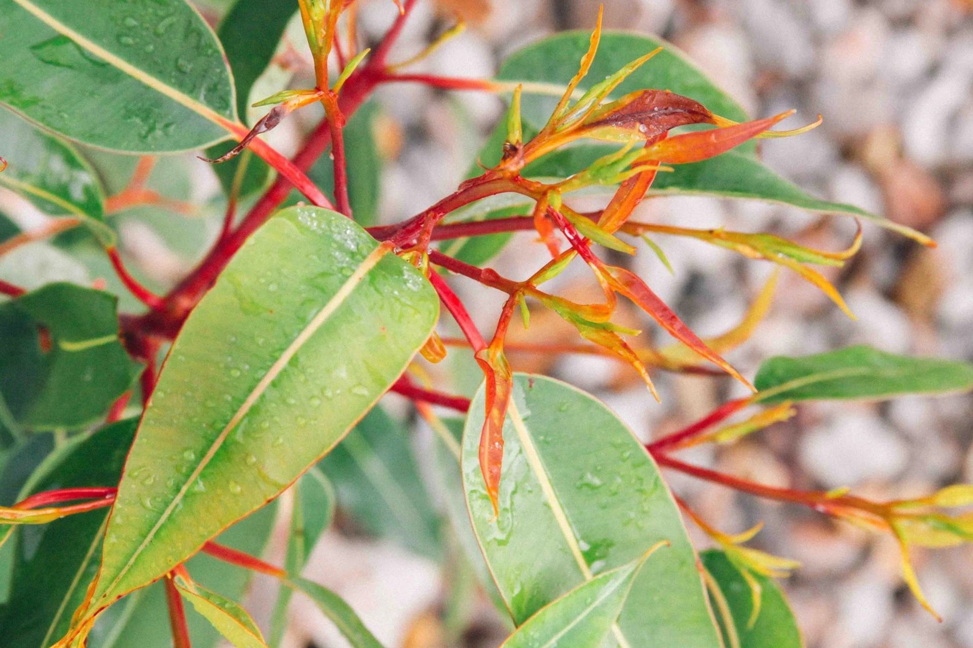 Raymond Terrace Bowling Club