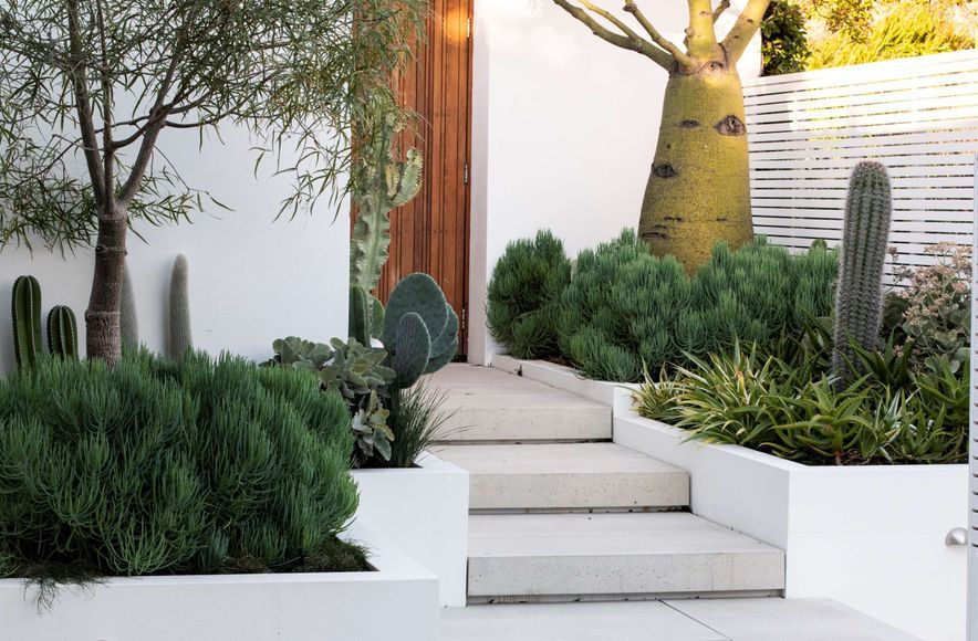 The Succulent Garden