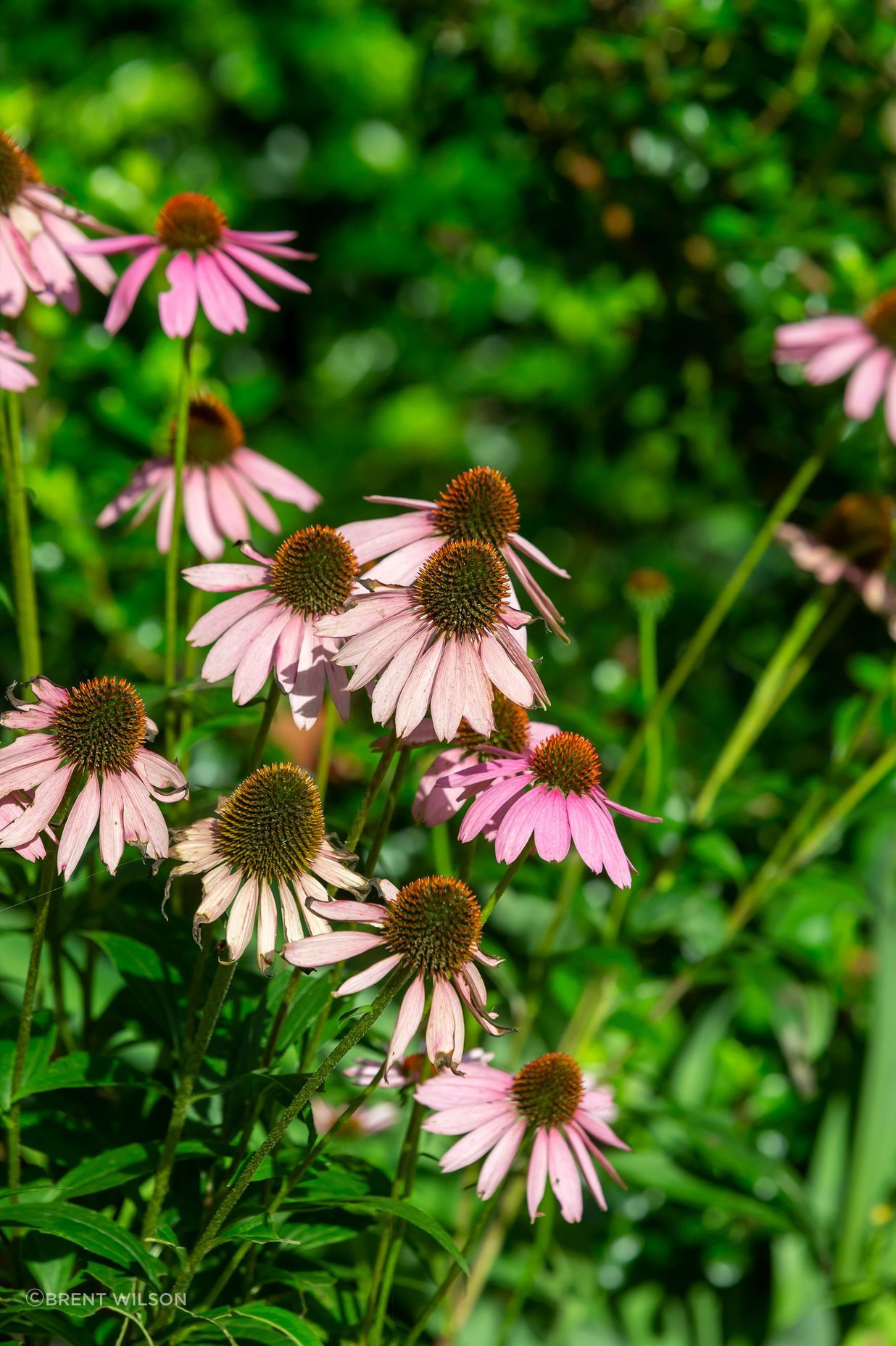 The Jewel Garden