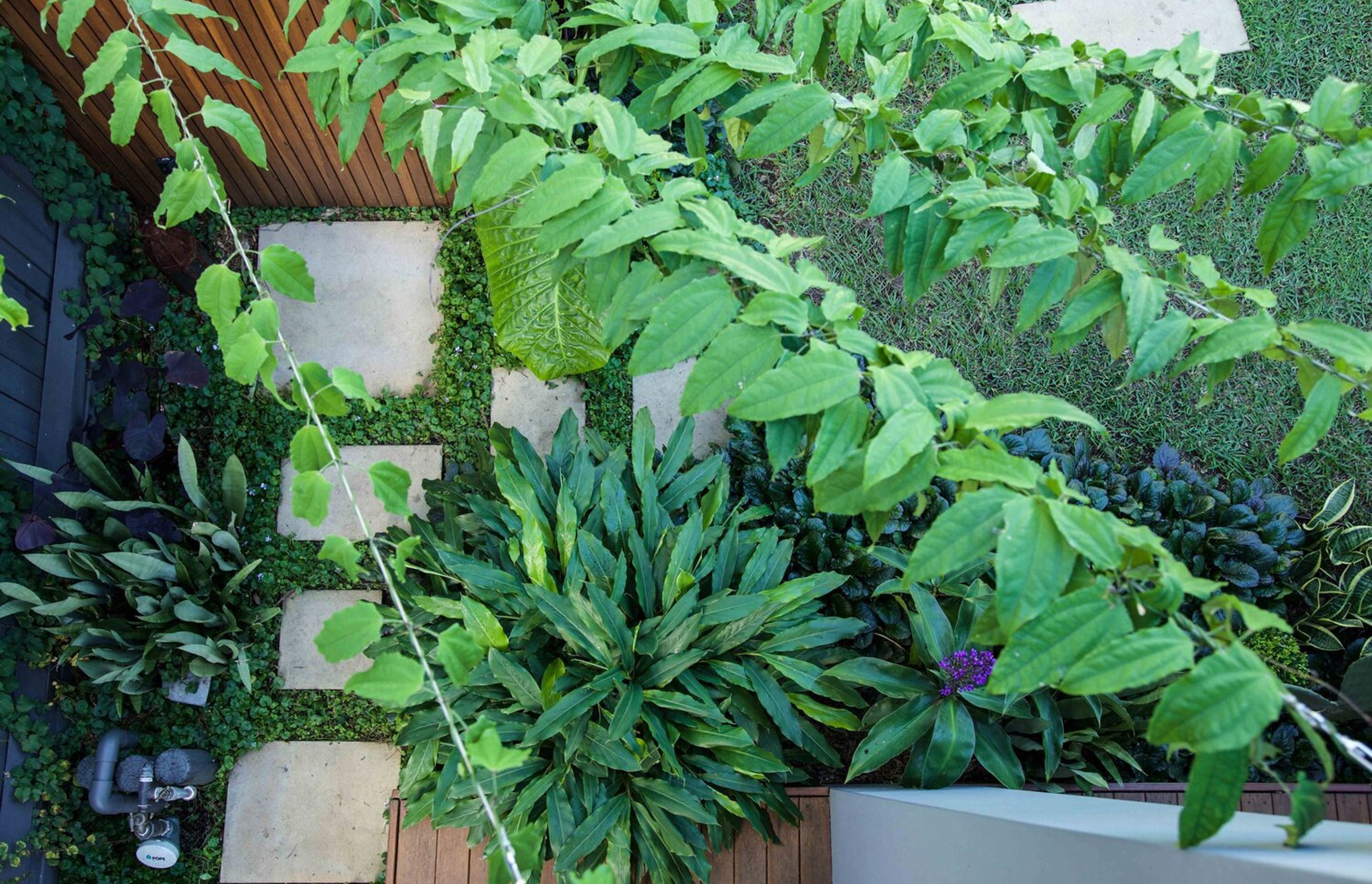 Plunge Garden