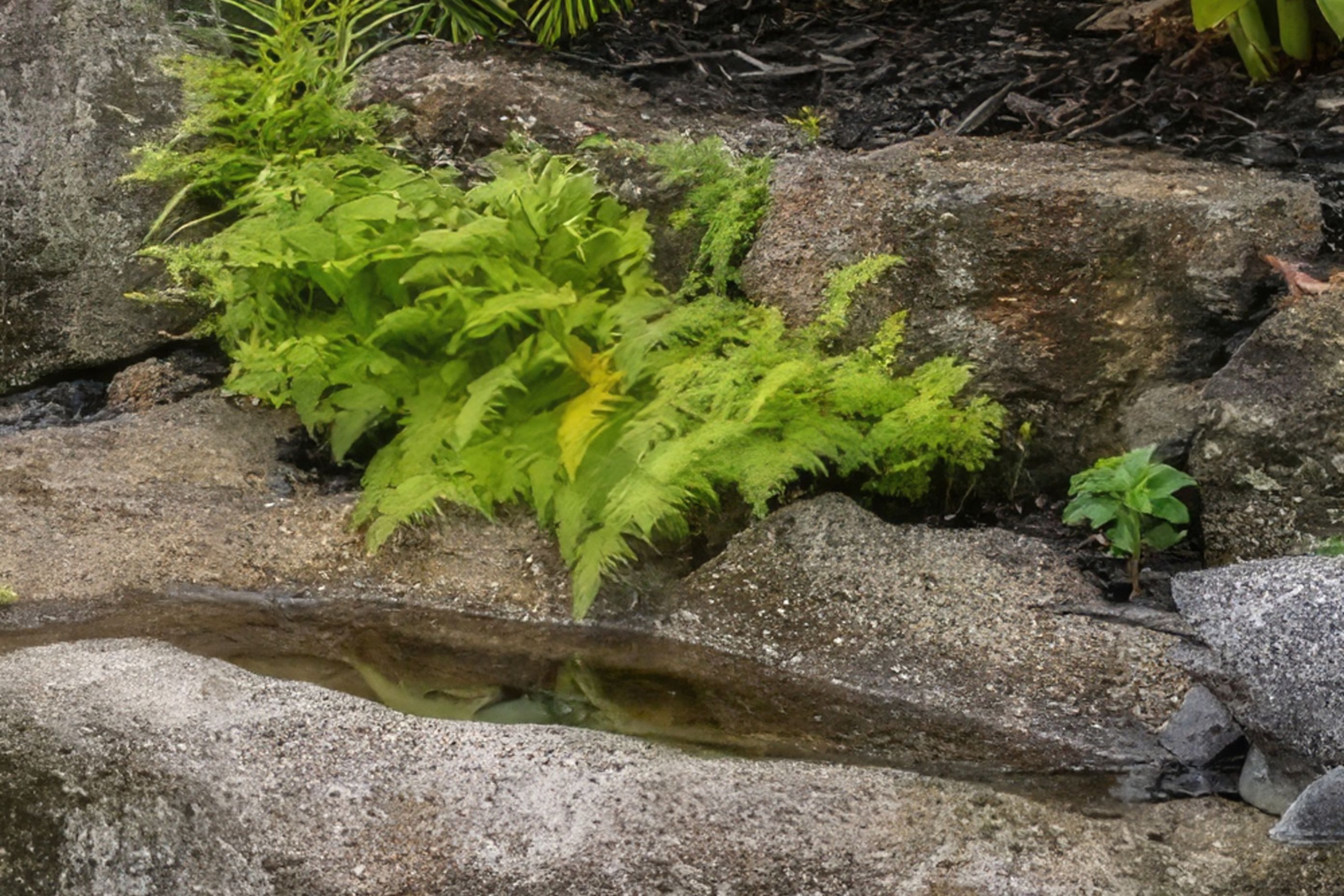 Untitled-1jpg-nggid03215-ngg0dyn-250x200x100-00f0w010c011r110f110r010t010-gigapixel-standard-scale-600x.jpg