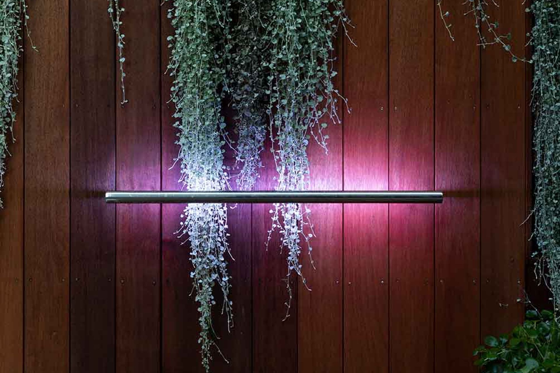 Lilac Heaven in Remuera