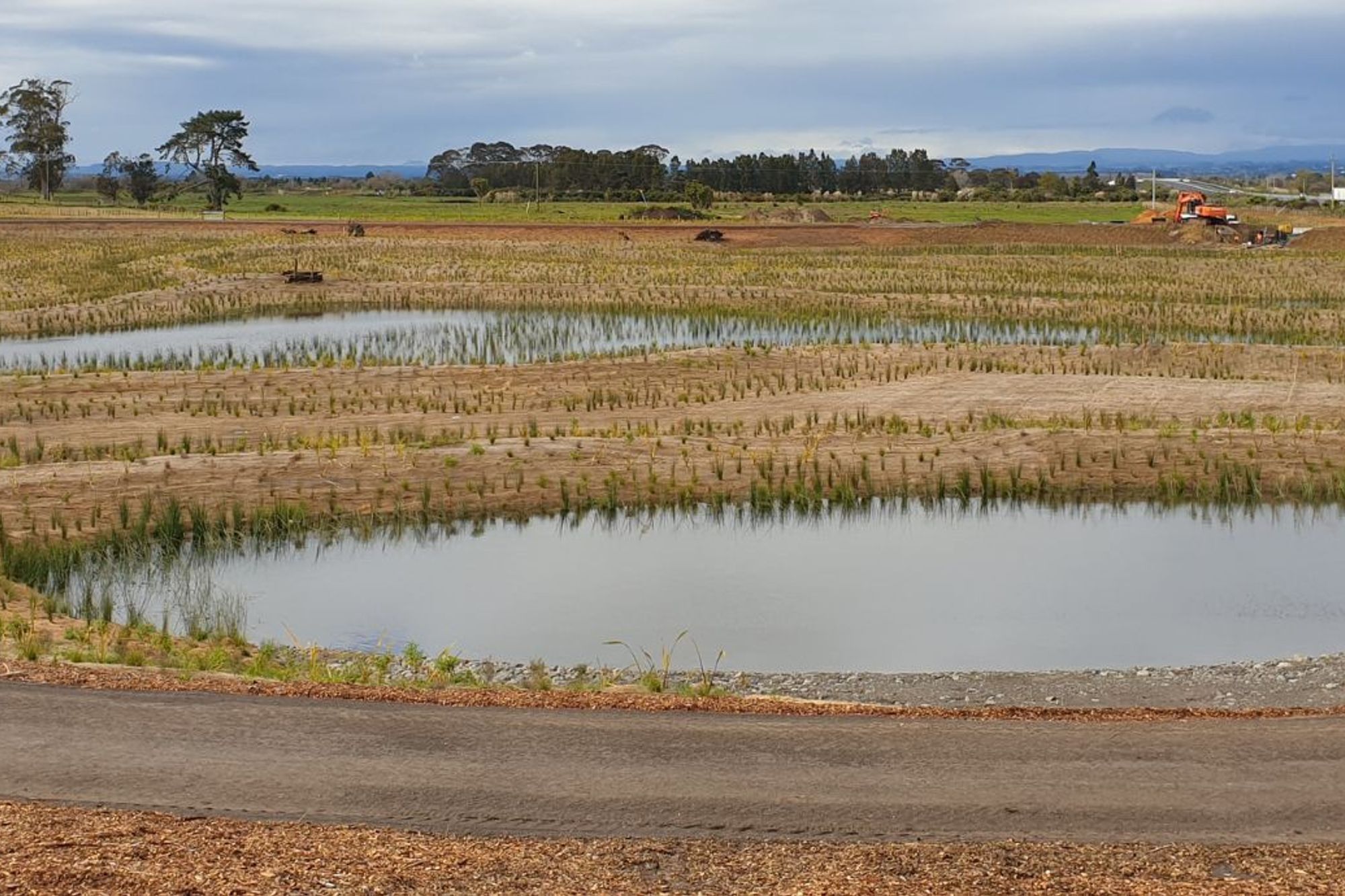 Wairaki Pond G