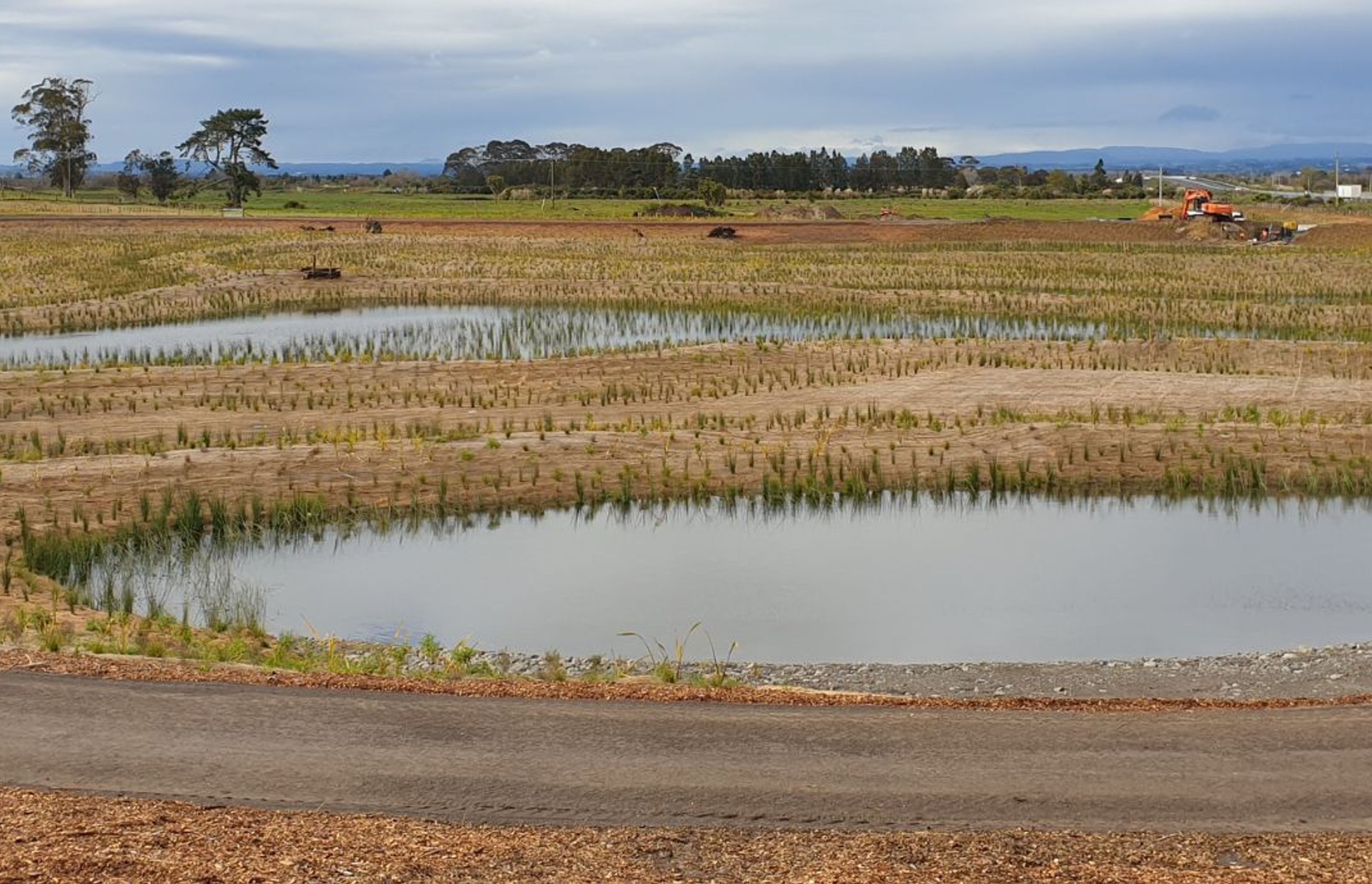 Wairaki Pond G