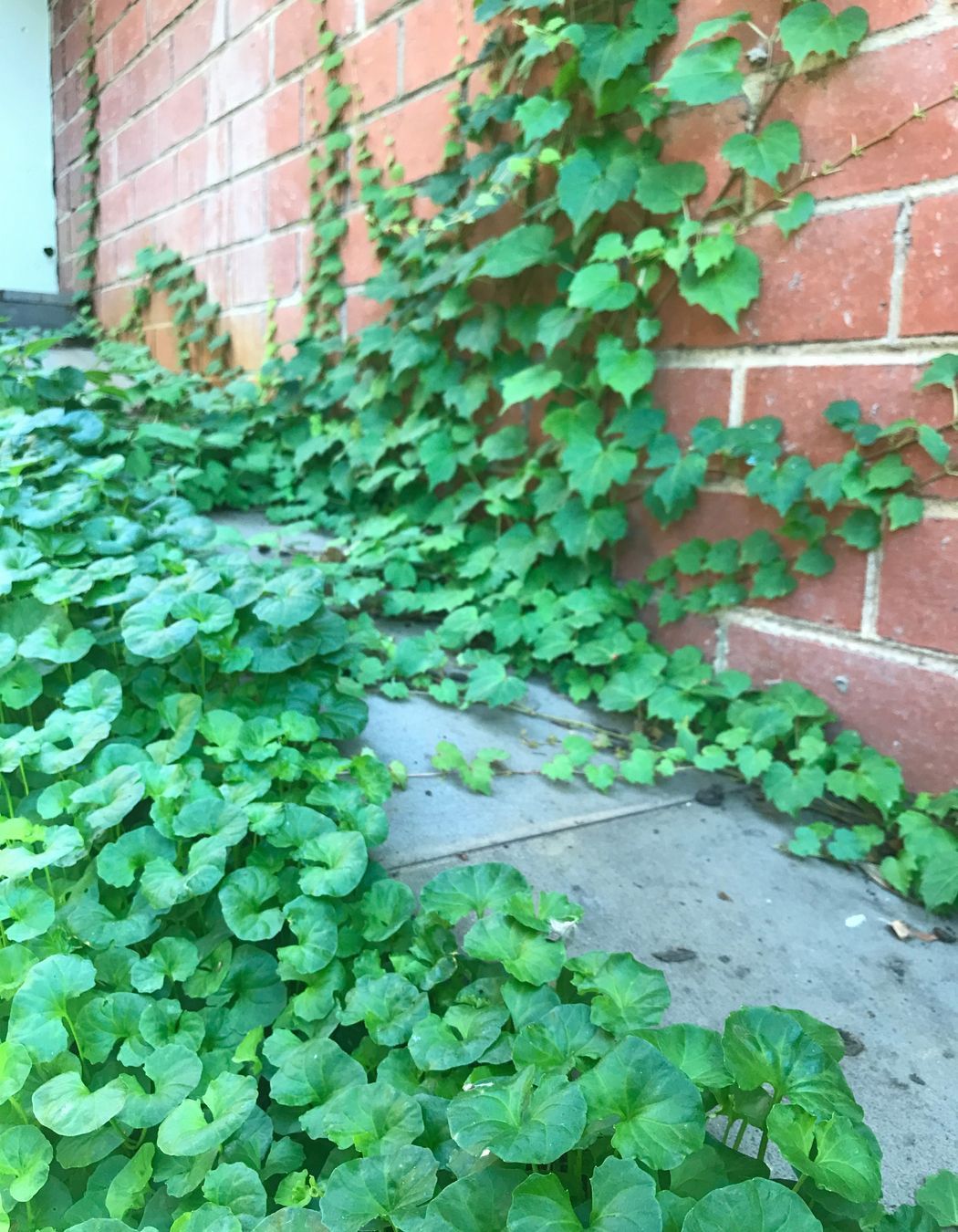 ##^^**&&'Welkin', Colourful Rooftop Terrace & 'Scarborough' Garden In Clifton Hill