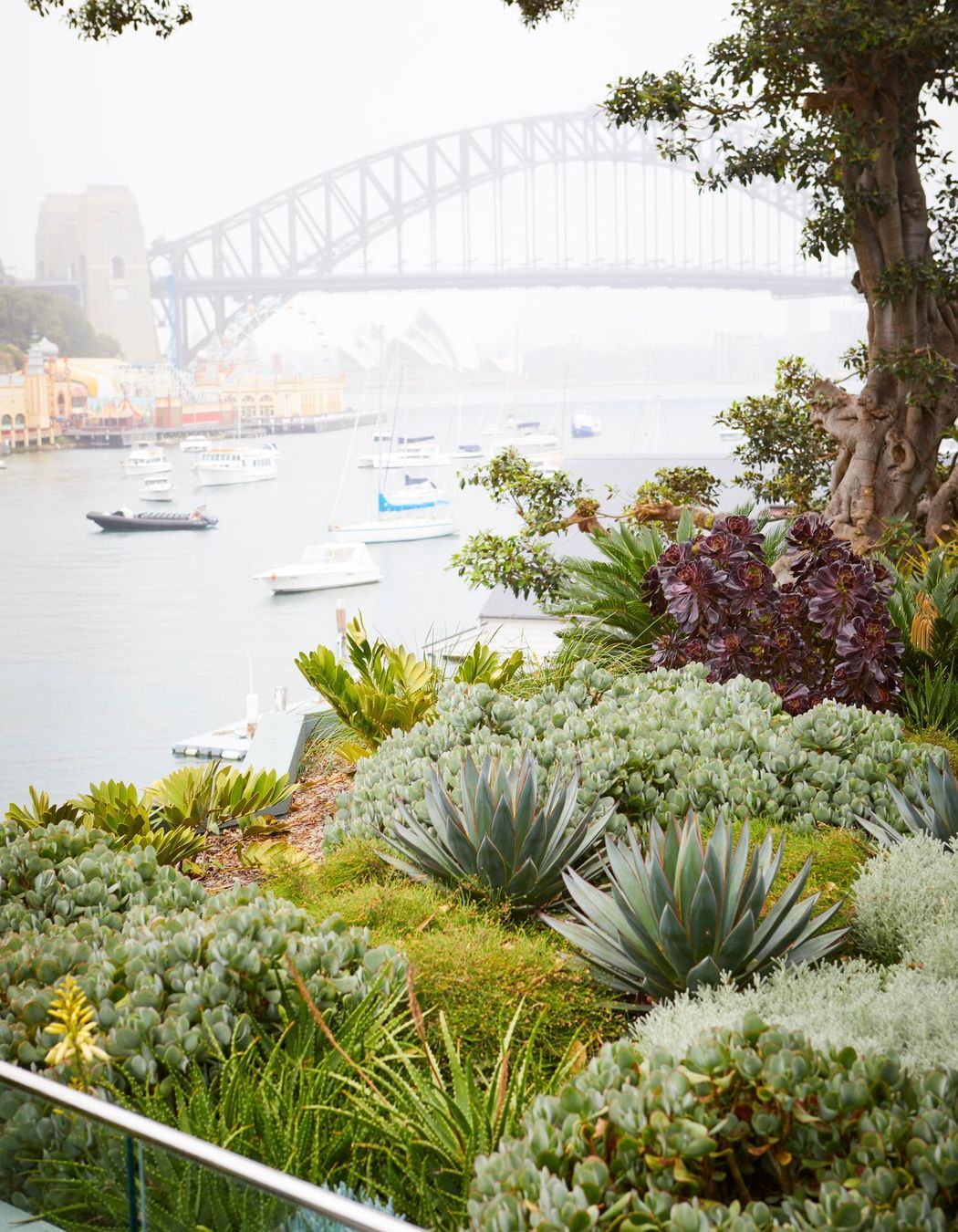 Lavender Bay