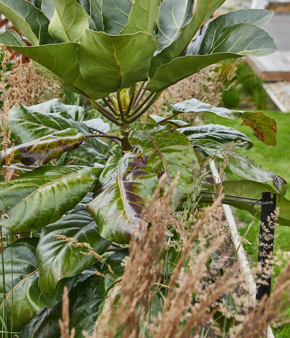 ahuririweb055.jpg