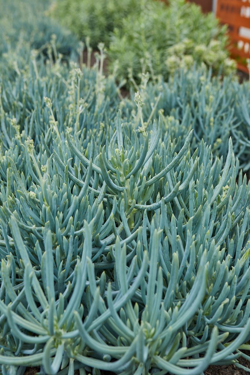 ahuririweb066.jpg