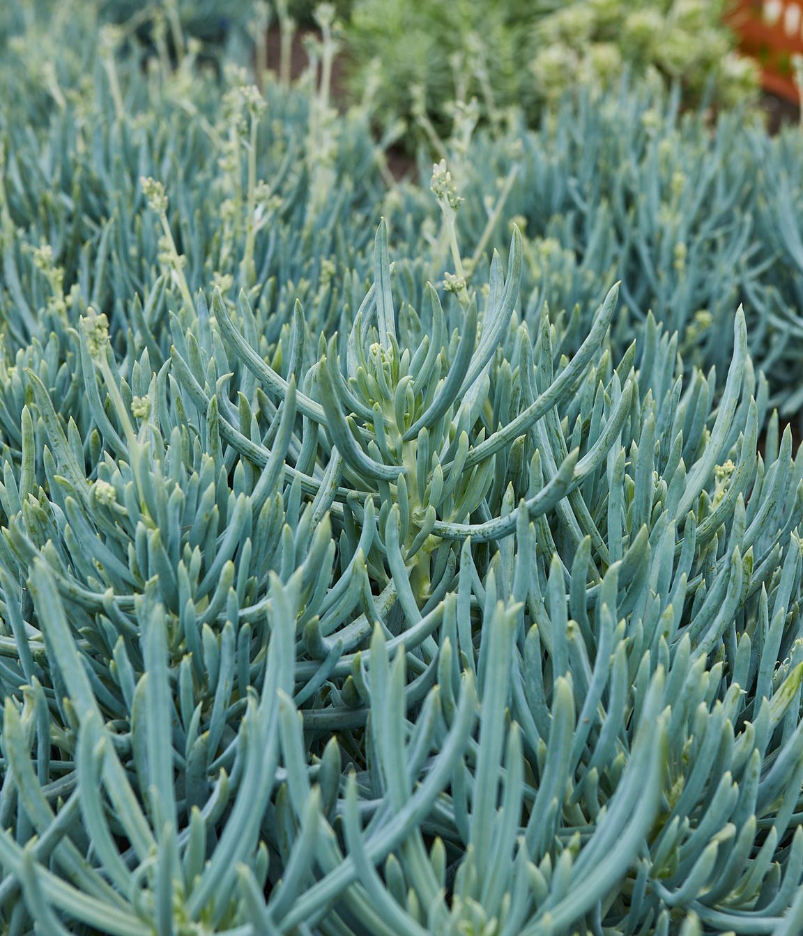 ahuririweb066.jpg
