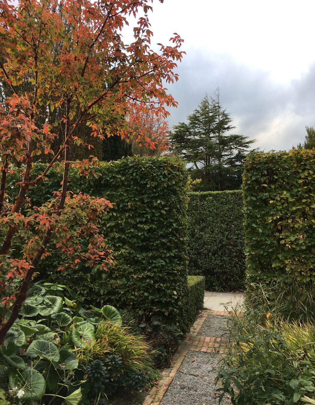 Shirley Garden