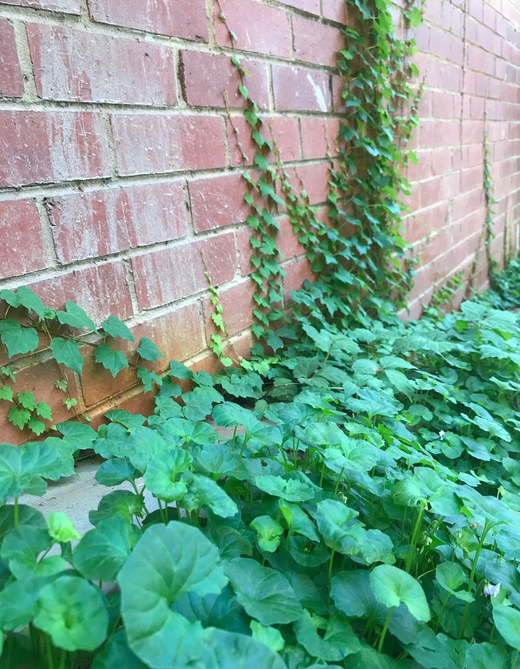 ##^^**&&'Welkin', Colourful Rooftop Terrace & 'Scarborough' Garden In Clifton Hill