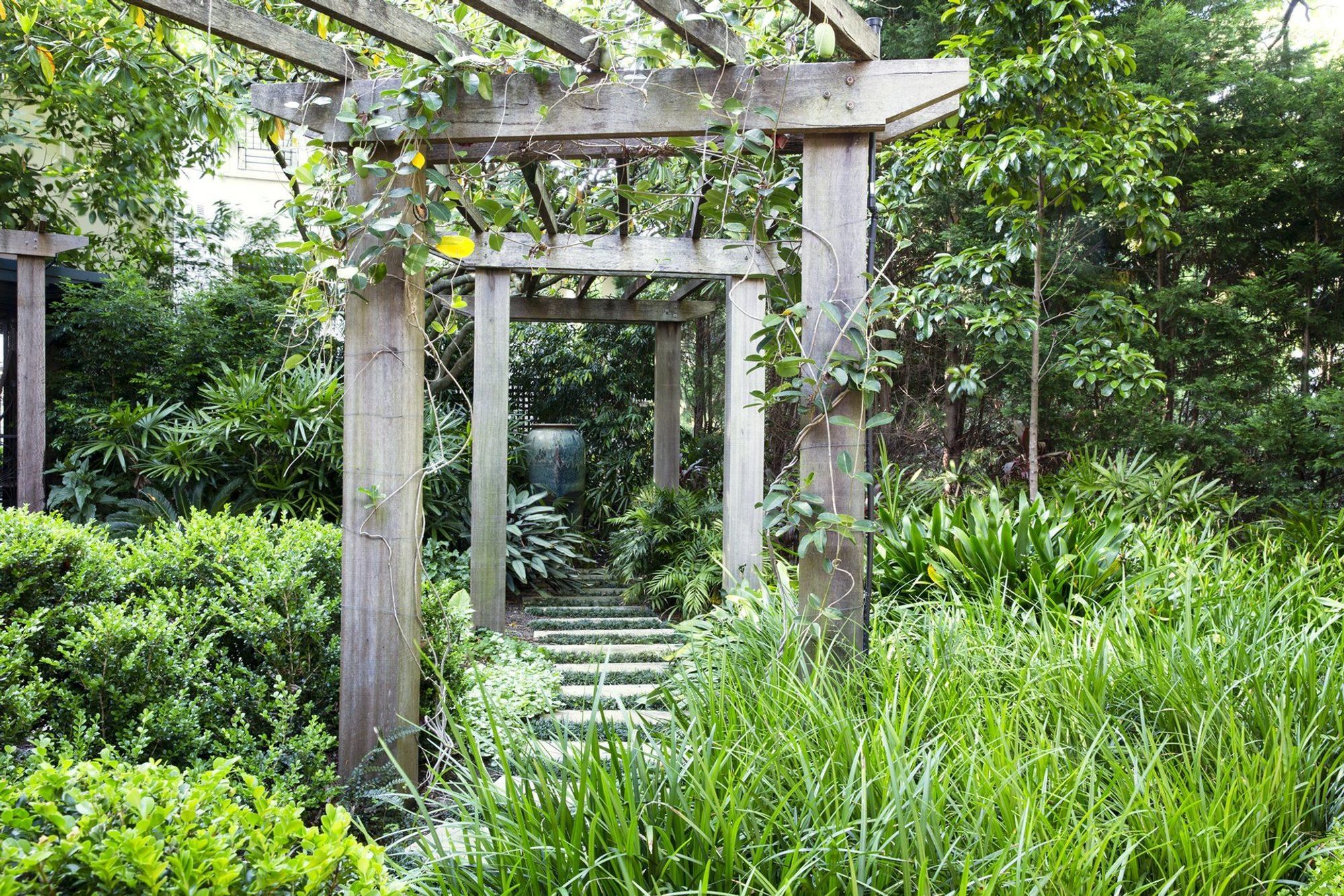 Bower Bird