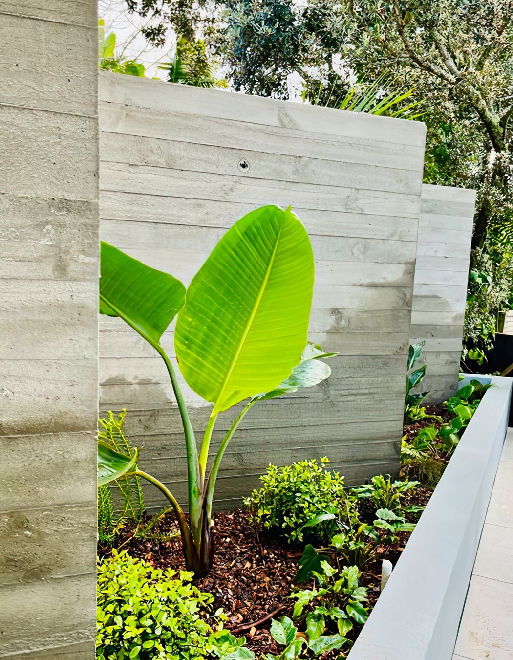 Mid Century Entertainer