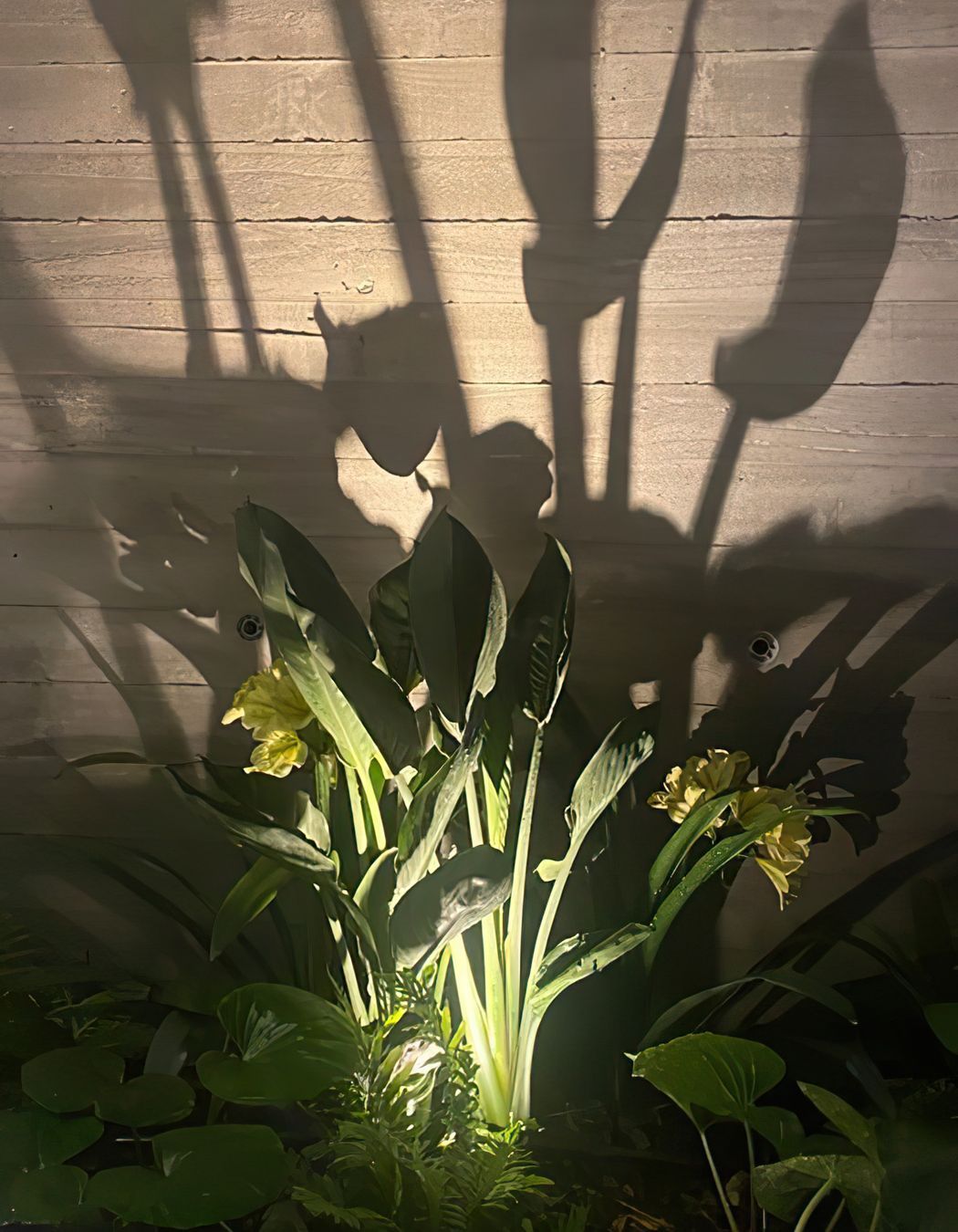 Mid Century Entertainer