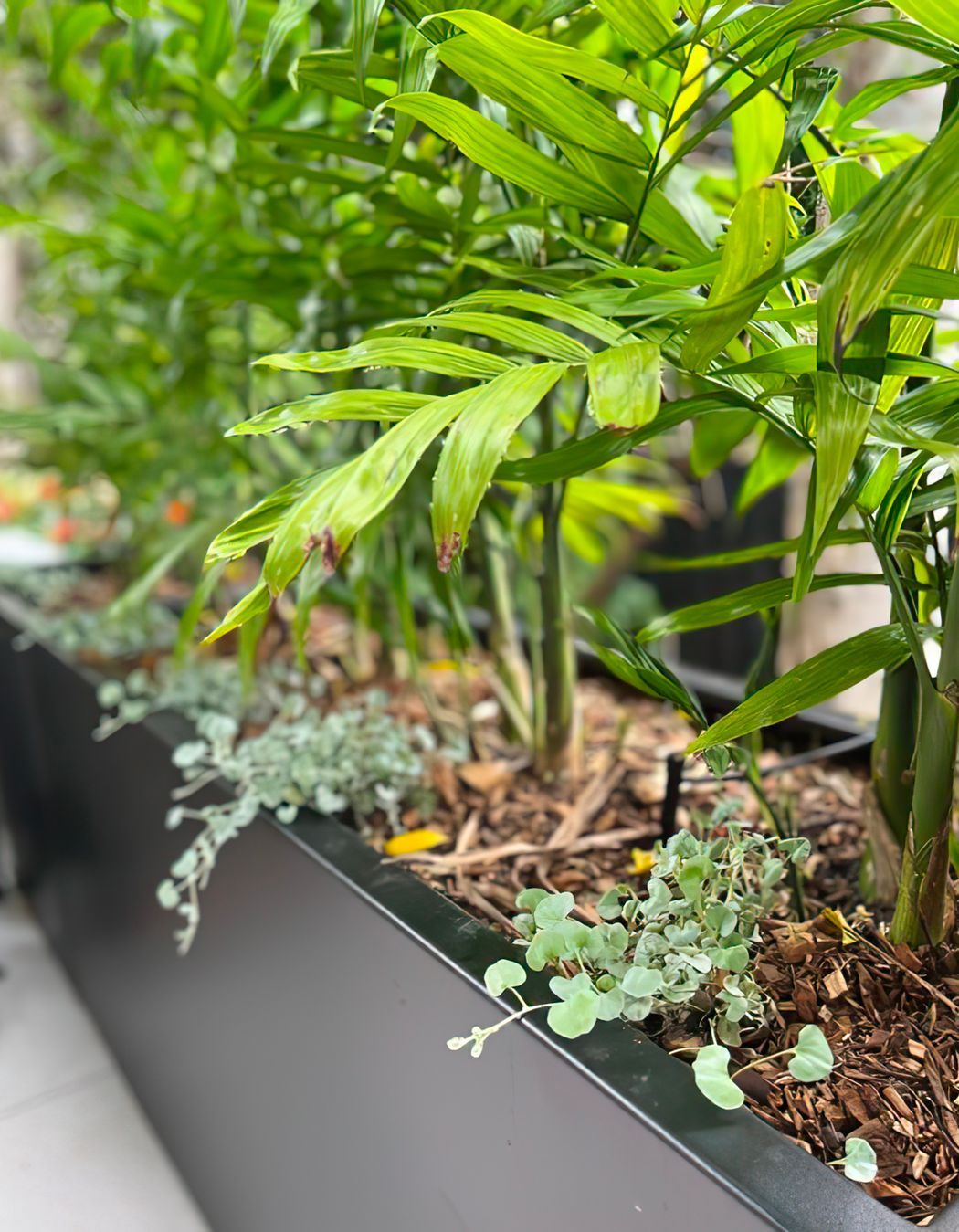 Mid Century Entertainer