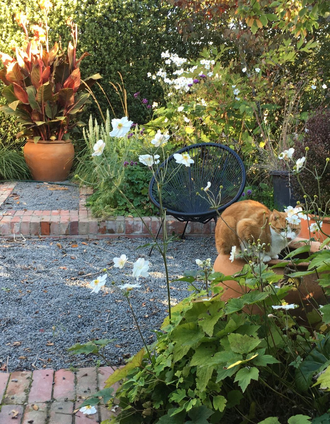 Shirley Garden