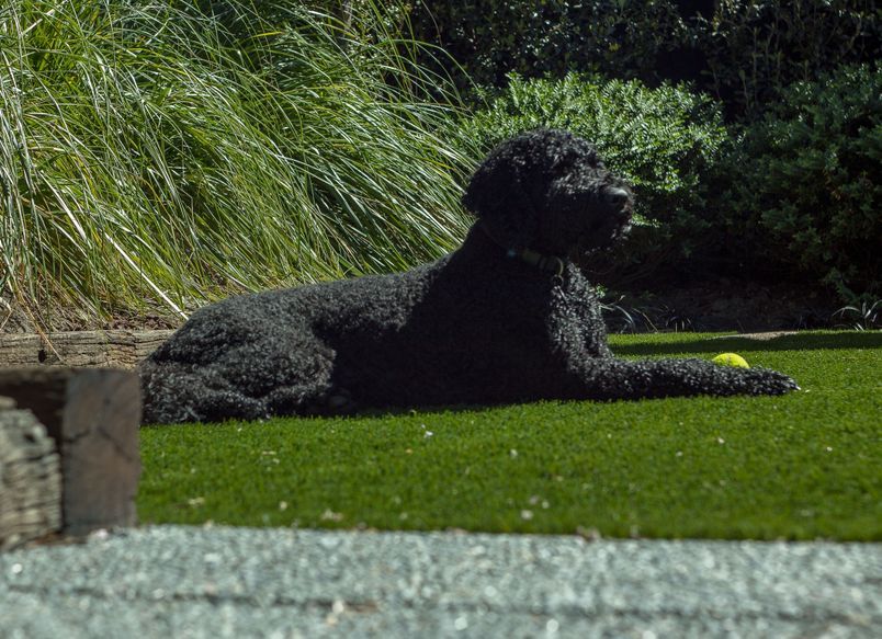 Urban Upgrade in Merivale: Happy Dogs, Happy Owners