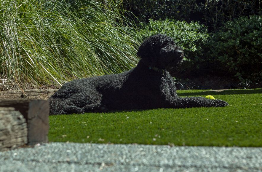 Urban Upgrade in Merivale: Happy Dogs, Happy Owners