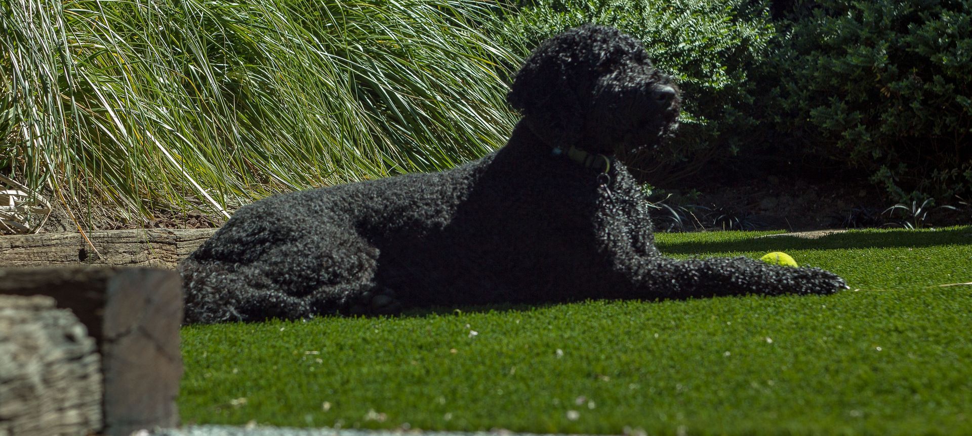 Urban Upgrade in Merivale: Happy Dogs, Happy Owners banner