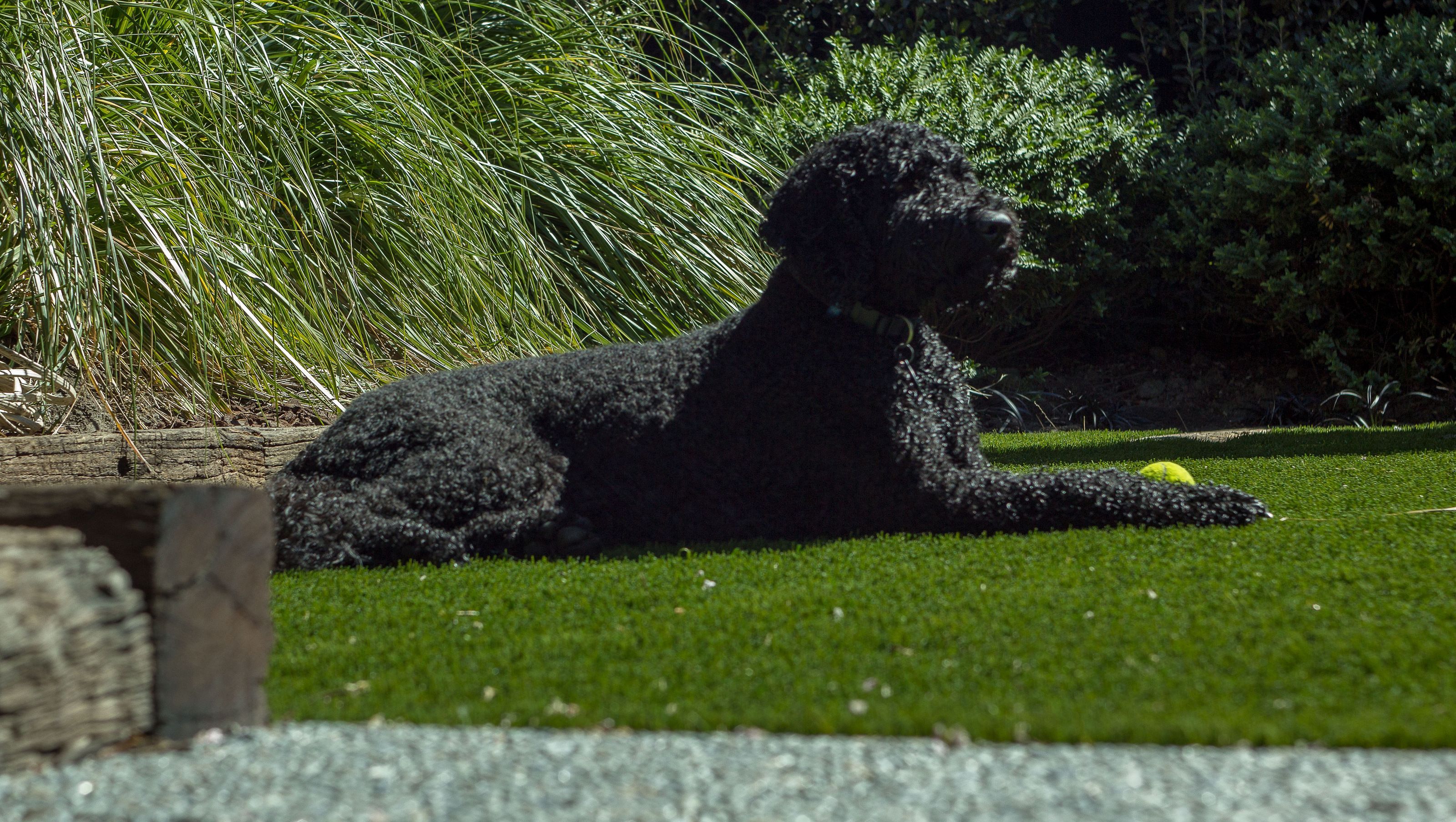 Merivale Happy Dog Haven