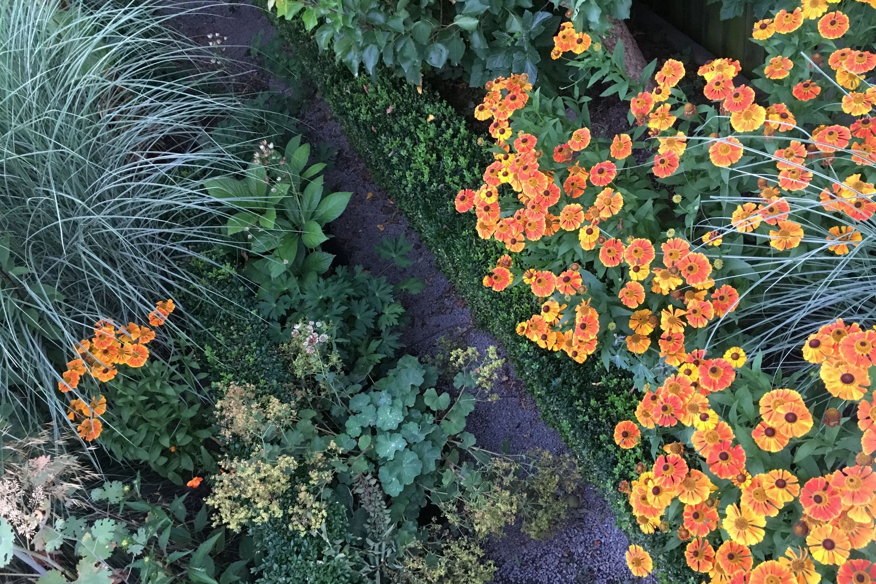 Shirley Garden