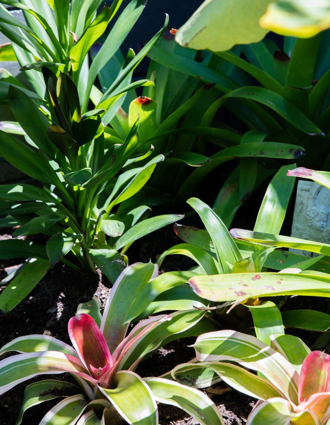 Courtyard Oasis, Hauraki