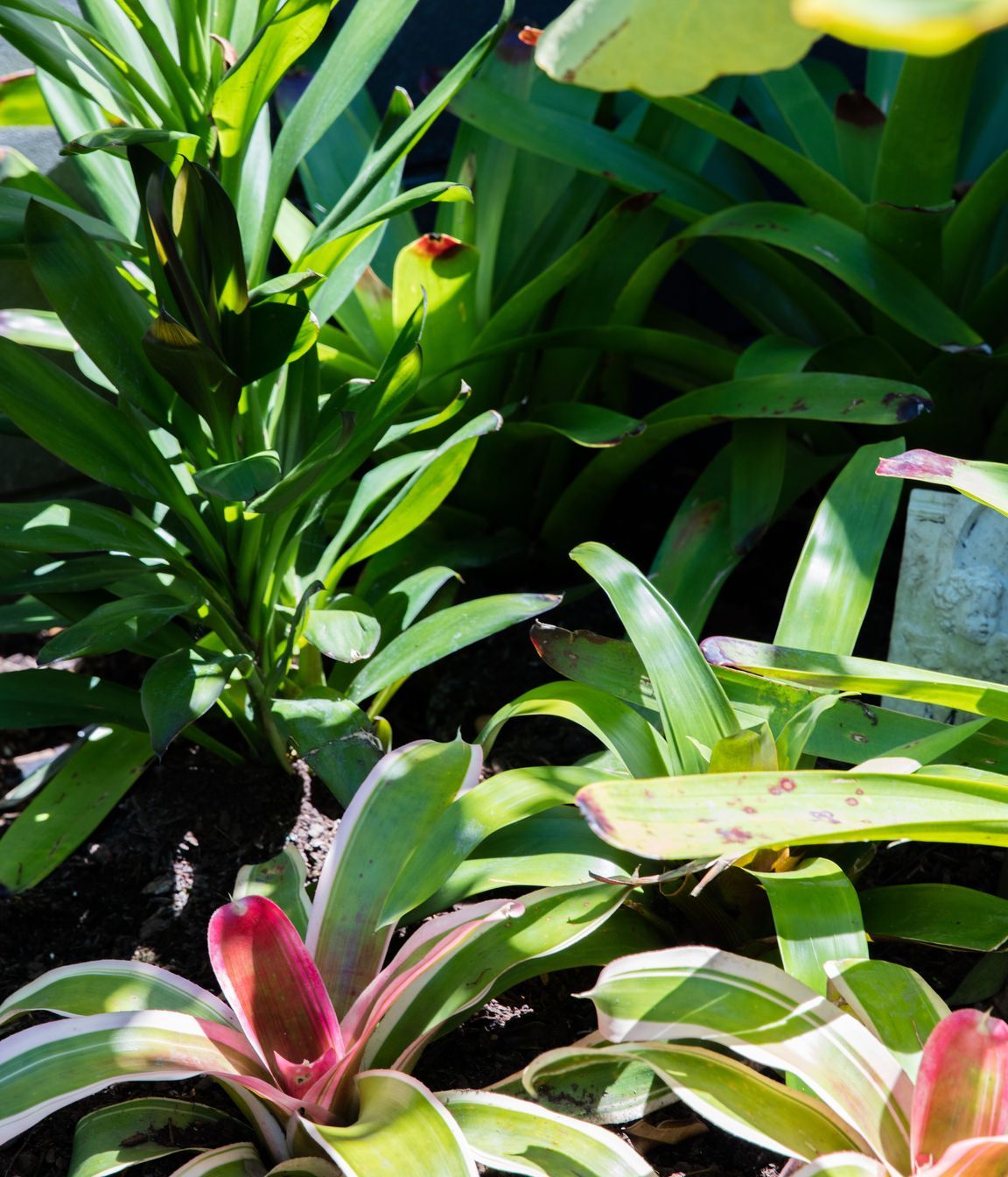 Courtyard Oasis, Hauraki