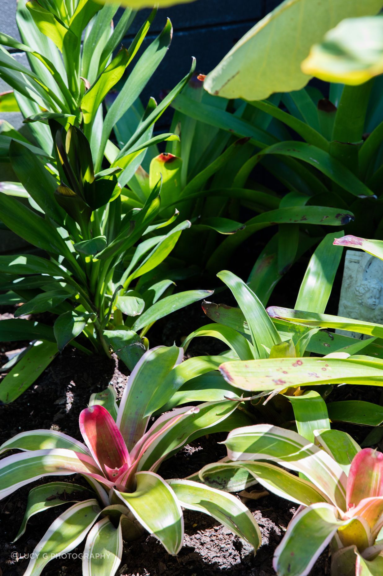 Courtyard Oasis, Hauraki