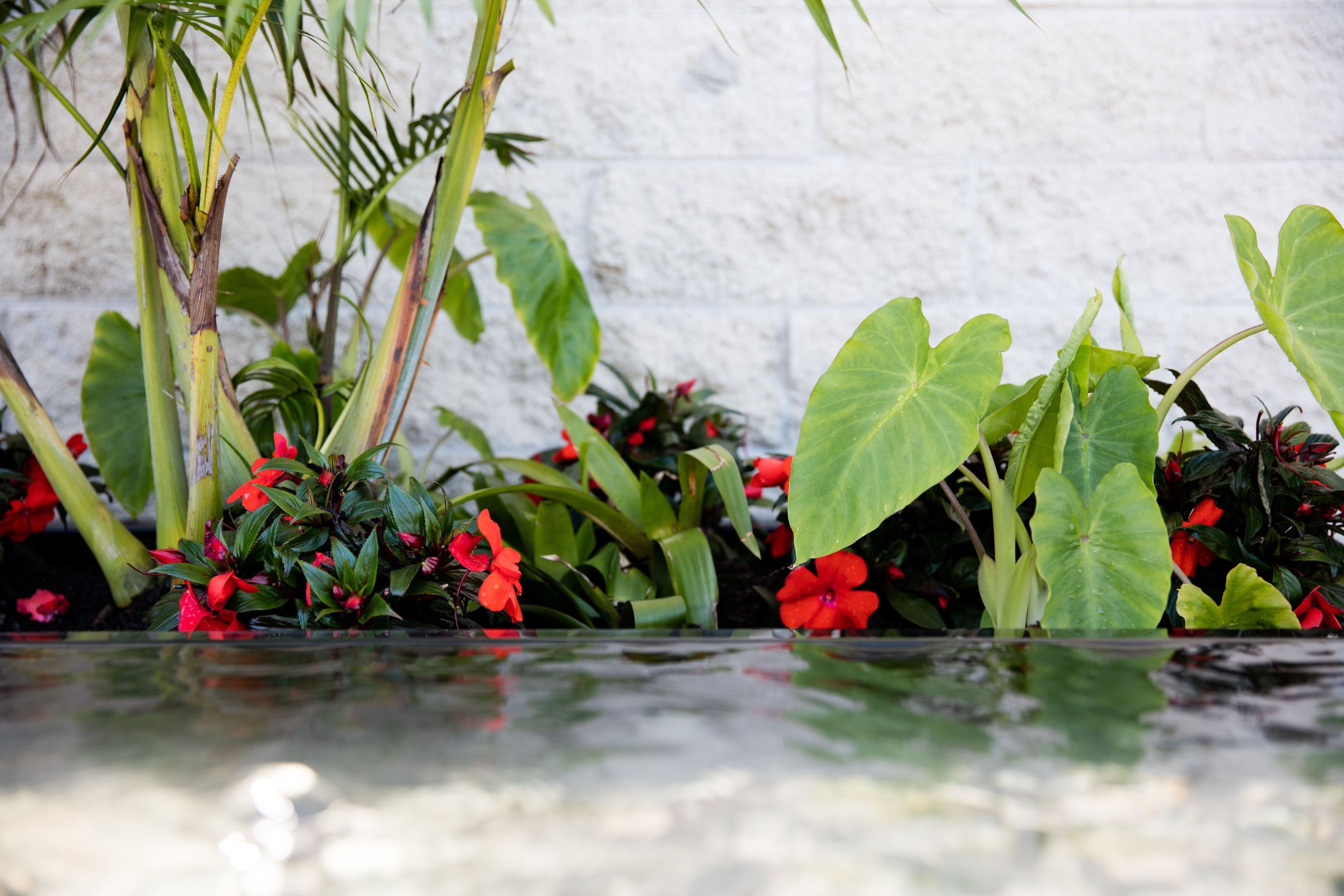 Courtyard Oasis, Hauraki