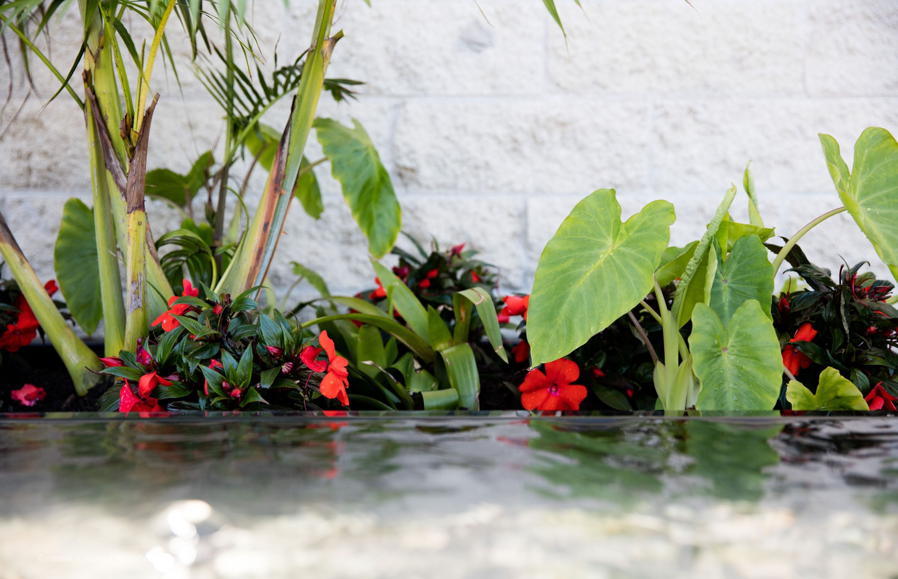 Courtyard Oasis, Hauraki