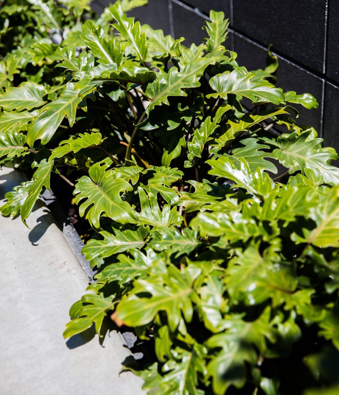 Philodendron xanadu