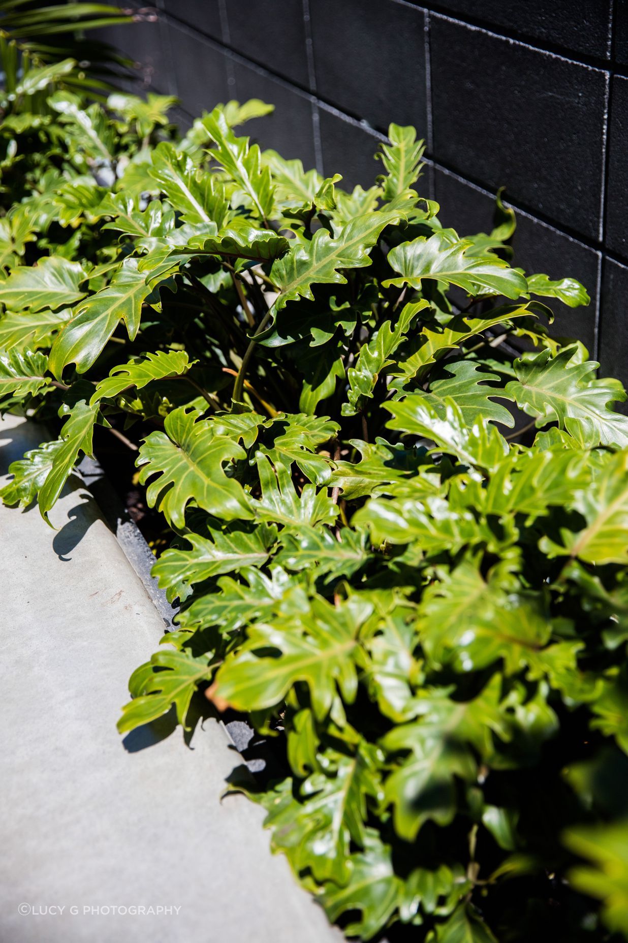 Philodendron xanadu