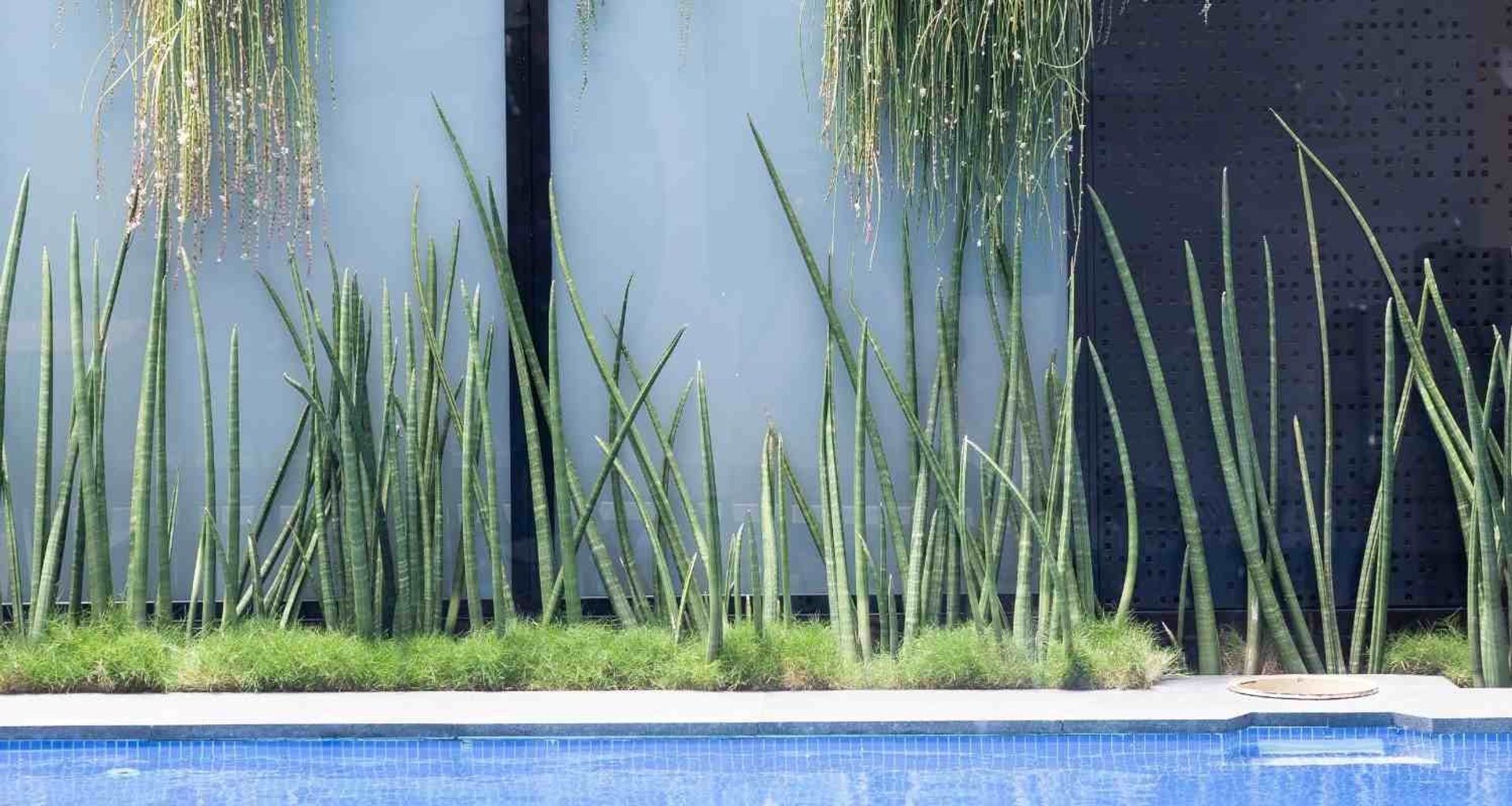 Leichhardt Poolside banner