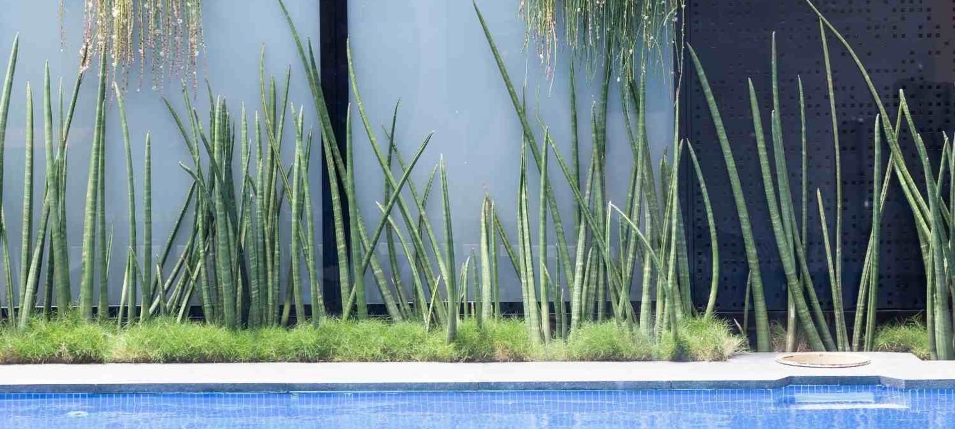 Leichhardt Poolside banner
