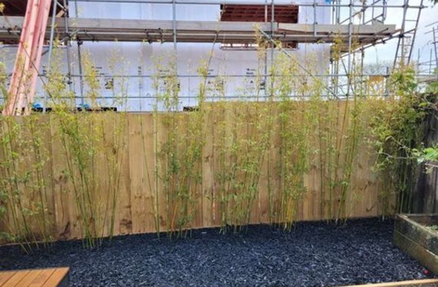 Bamboo Haven Installation: Greenery, Privacy, Serenity!