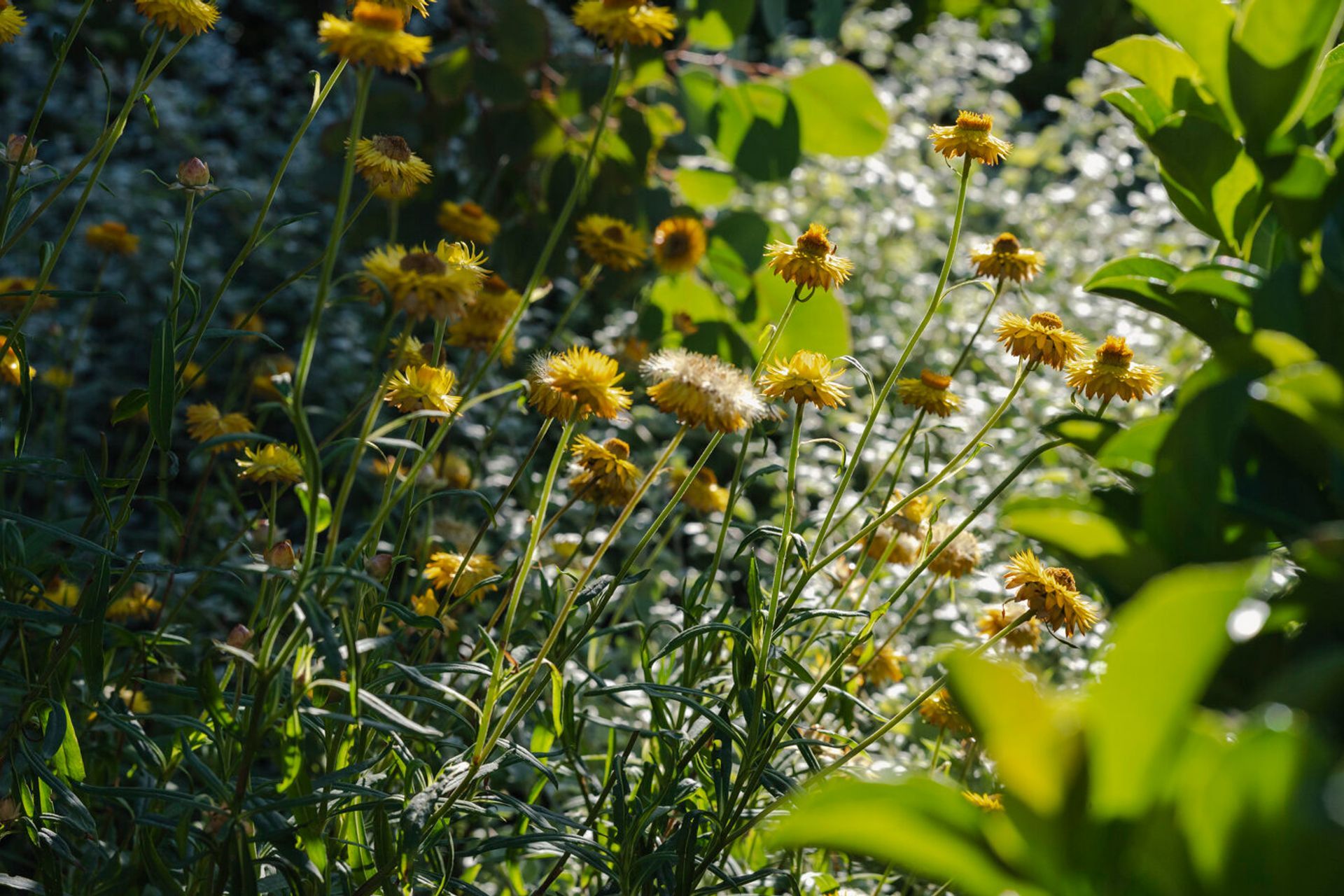  Sharp Street, Northcote
