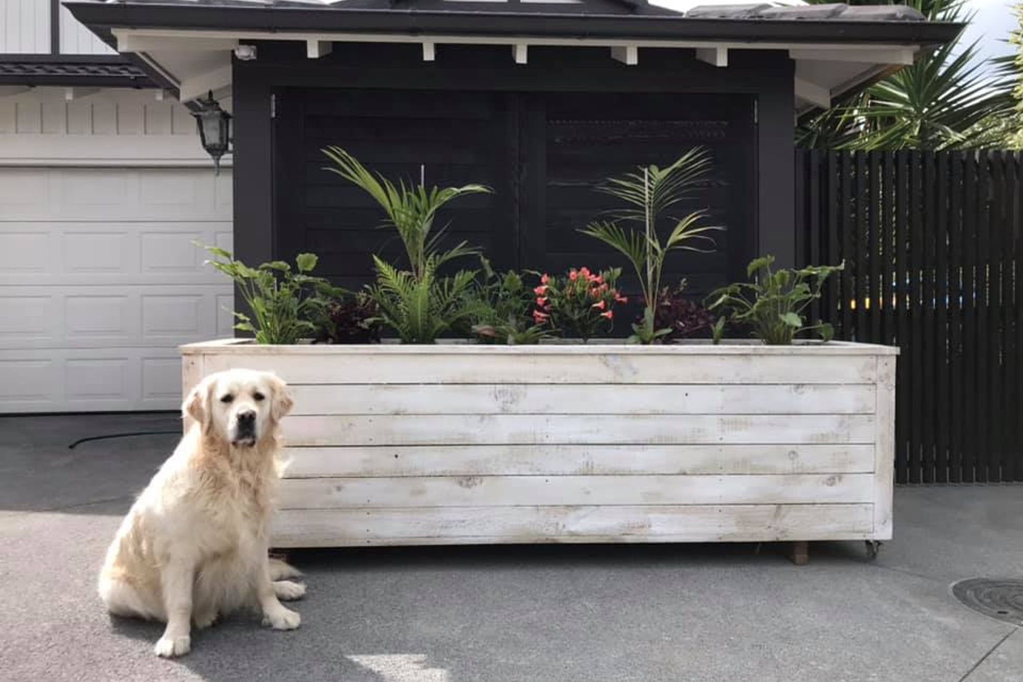 Byron Bay Box - this box is constructed using white washed rough sawn pine and is a more rustic and cost effective option. It is planted with typical plants found in byron bay such as the bangalow palm and philodendron Xanadu.