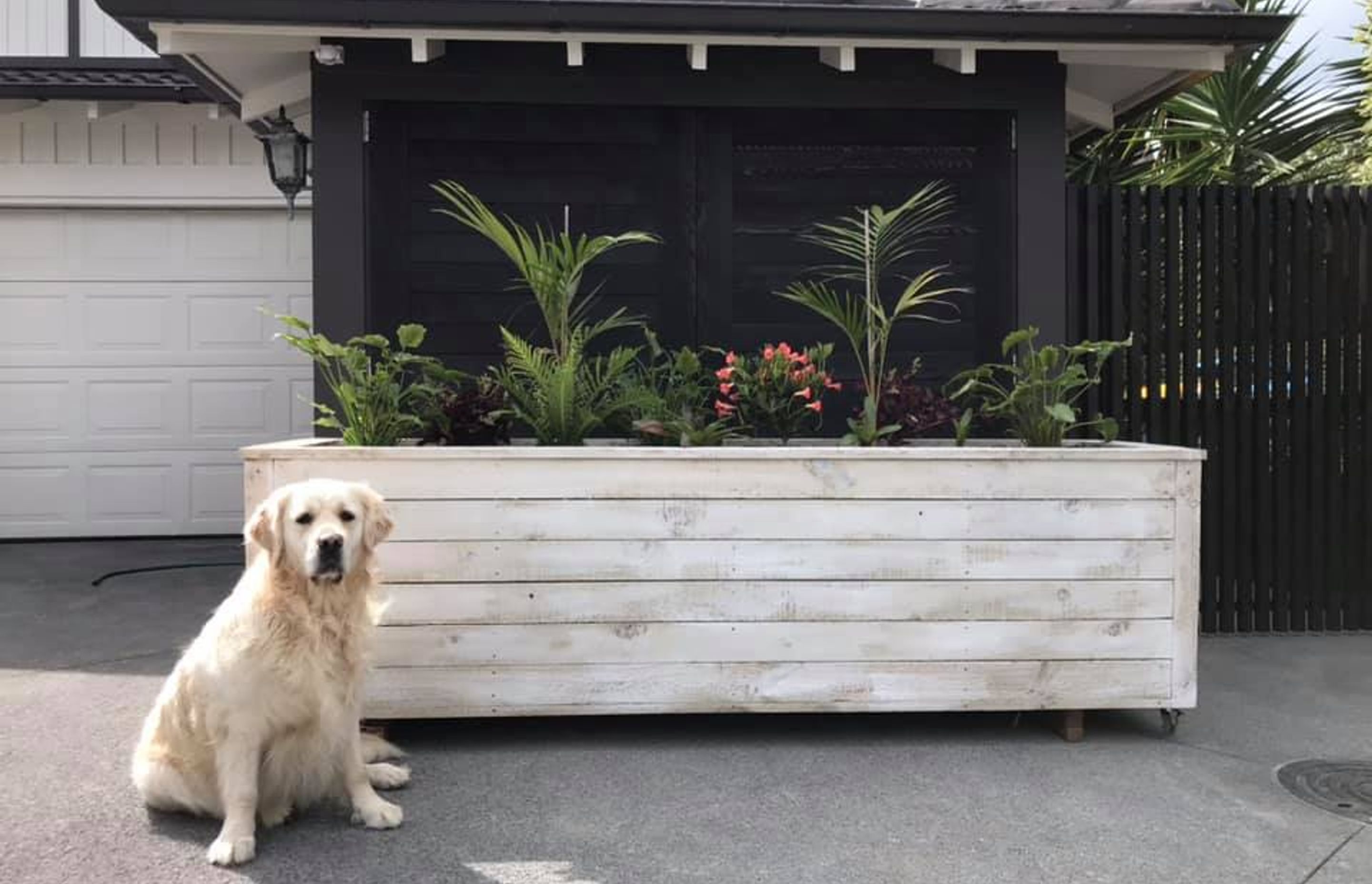 Byron Bay Box - this box is constructed using white washed rough sawn pine and is a more rustic and cost effective option. It is planted with typical plants found in byron bay such as the bangalow palm and philodendron Xanadu.
