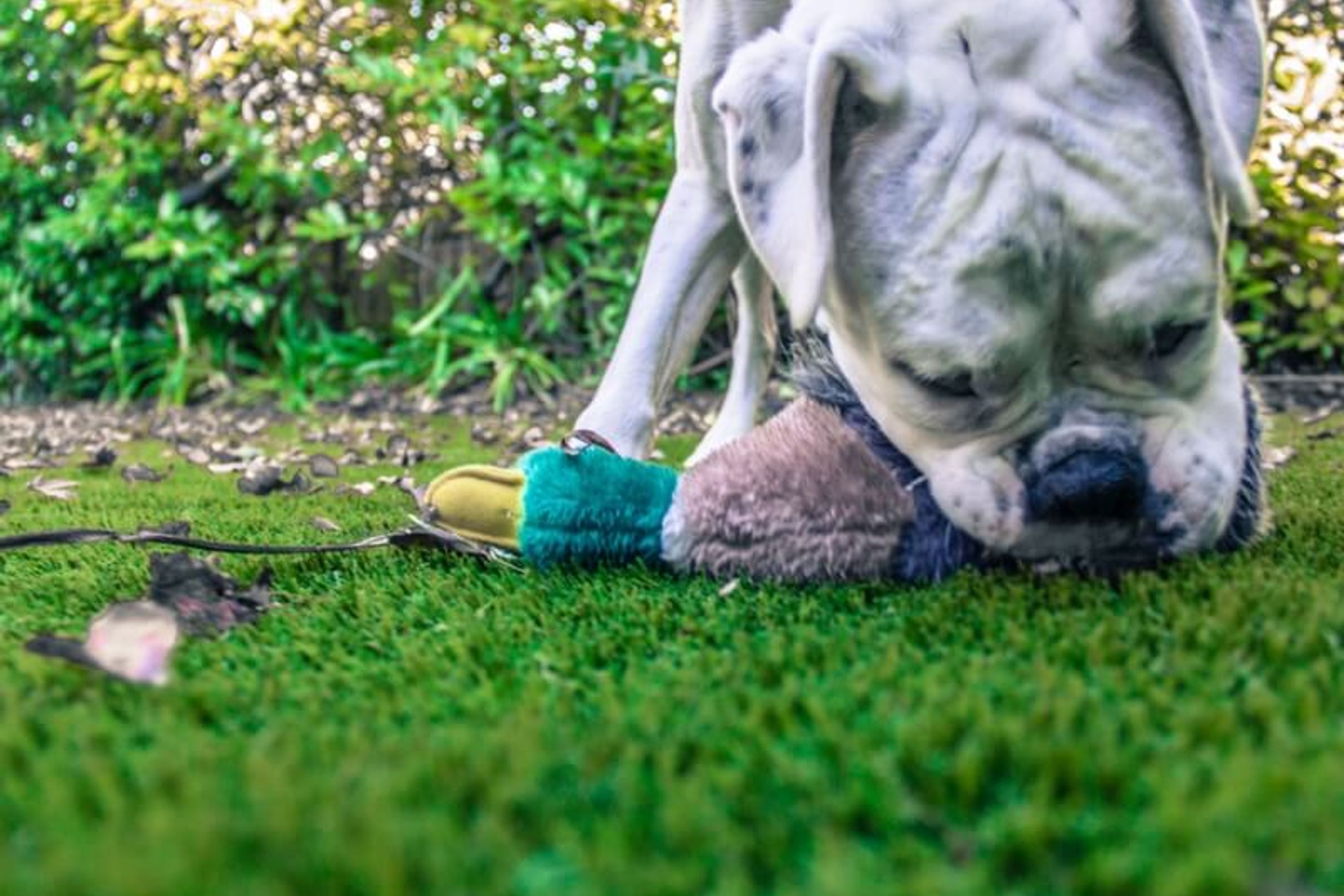 Dog Damaged Lawn