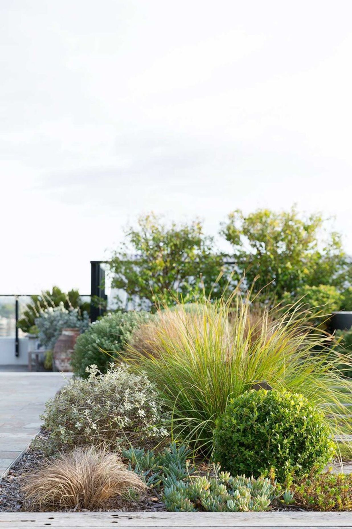 Rozelle - Rooftop Garden