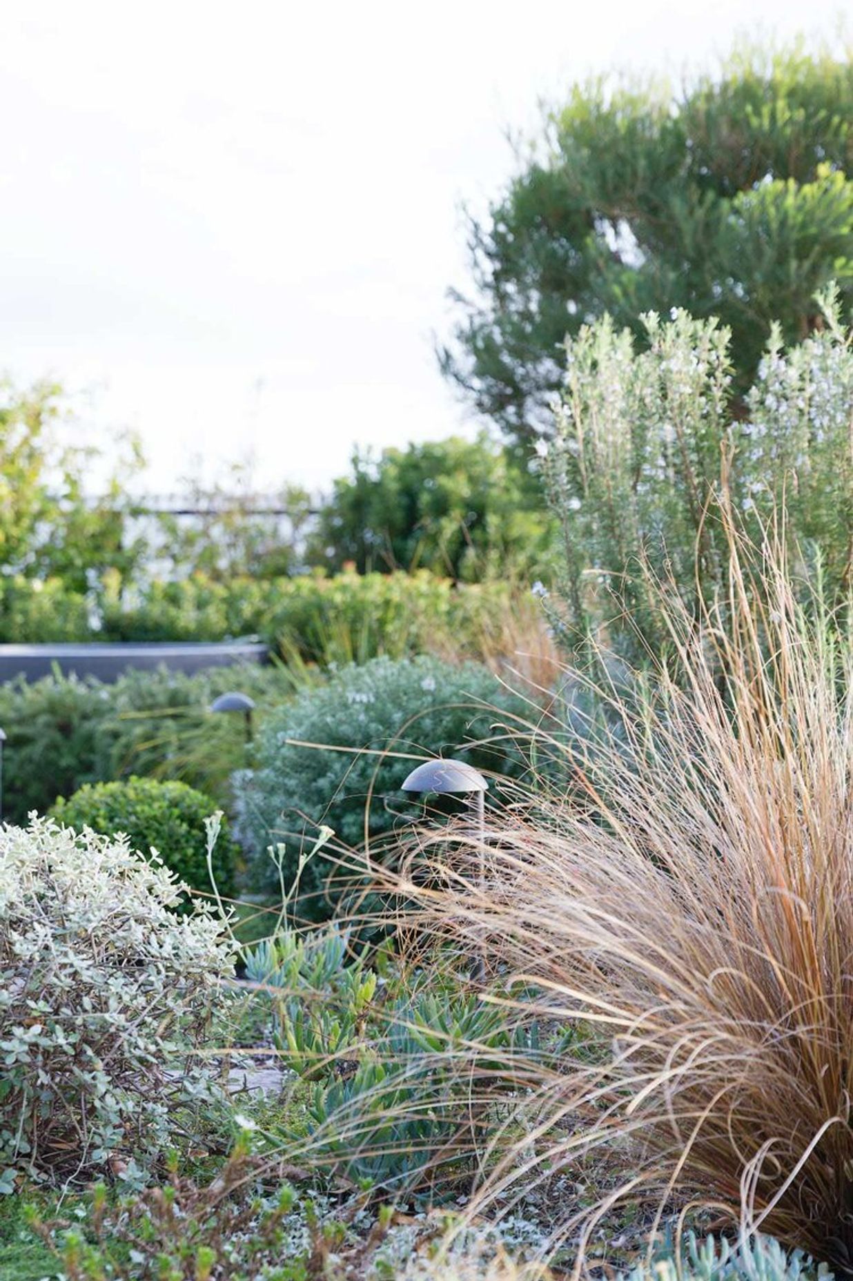 Rozelle - Rooftop Garden