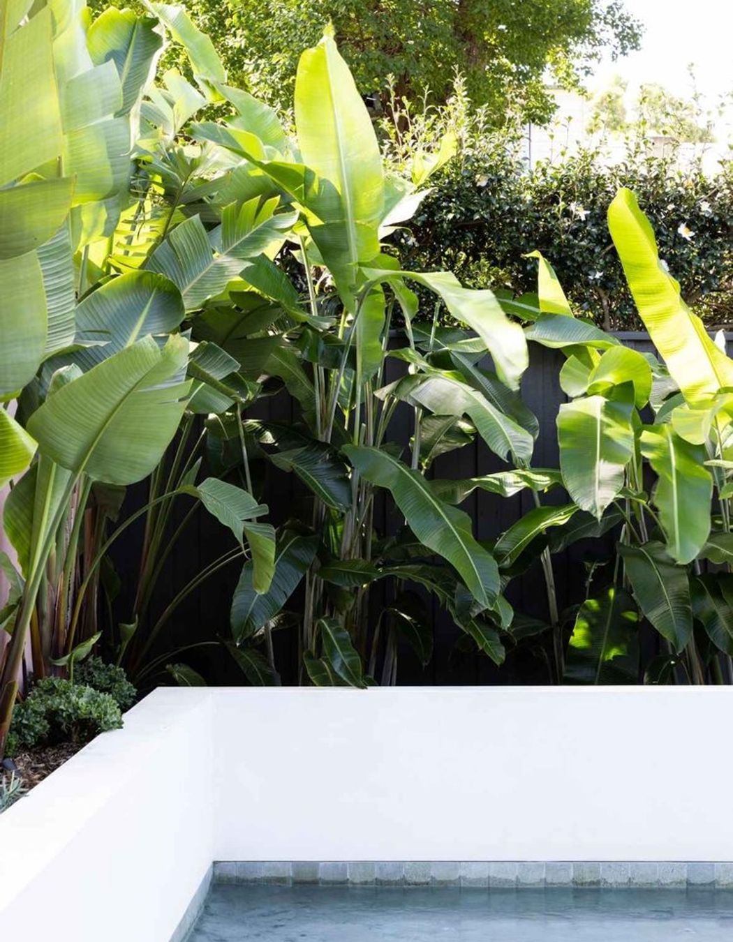 Rozelle - Garden