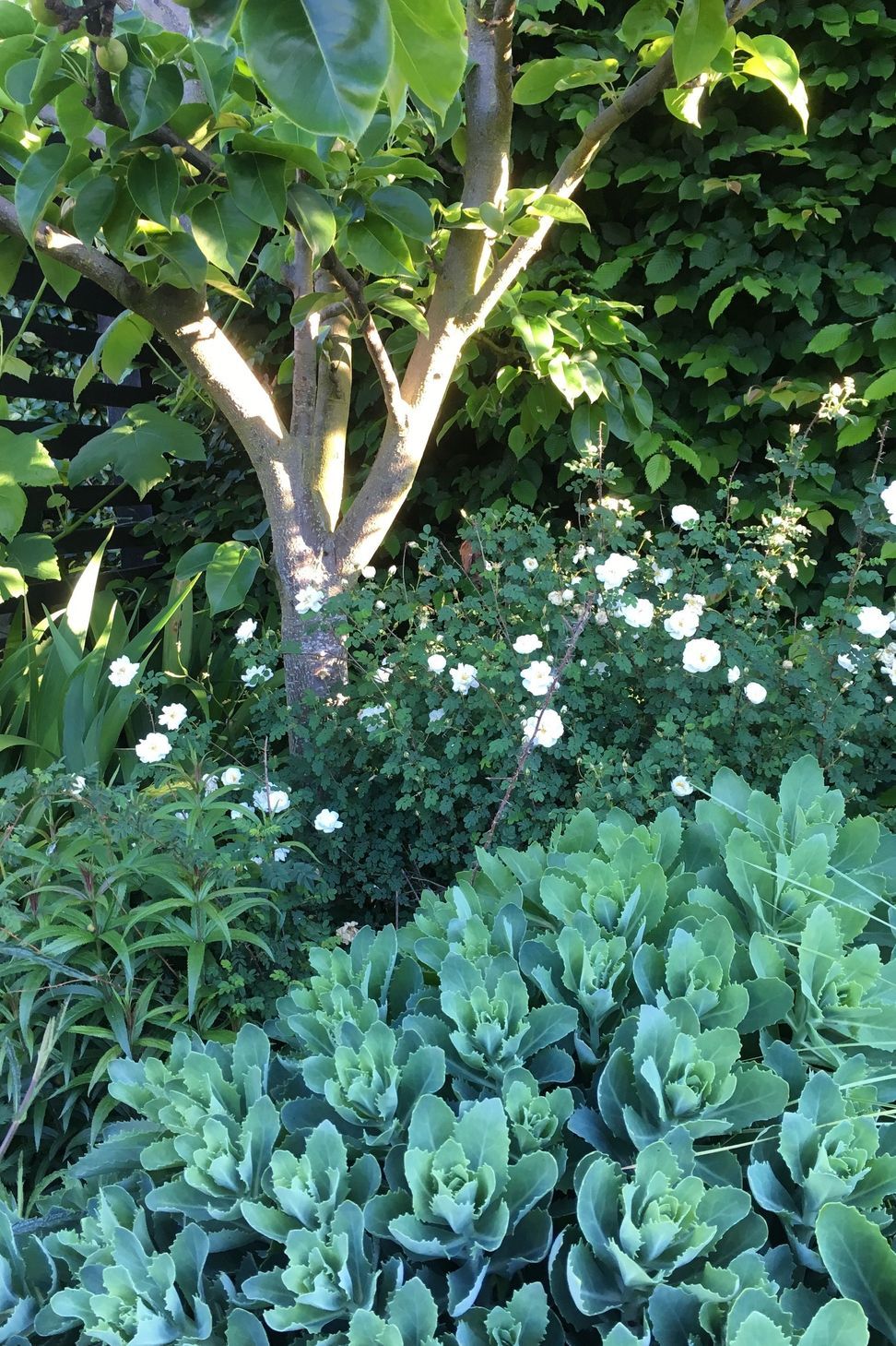 Shirley Garden