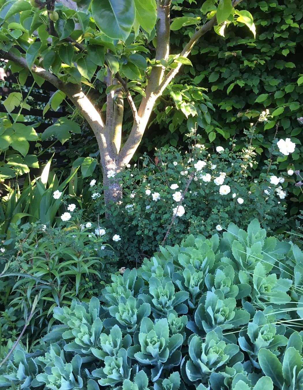 Shirley Garden