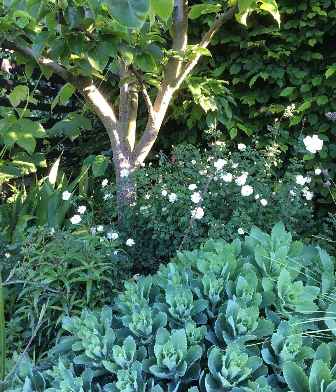 Shirley Garden