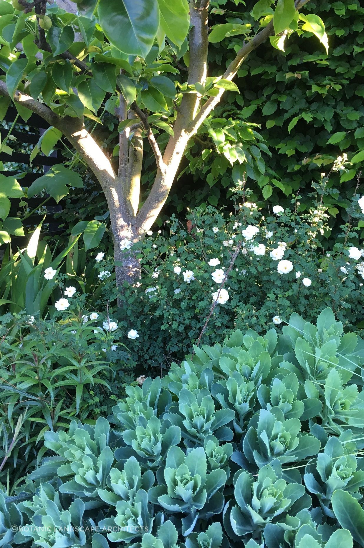 Shirley Garden