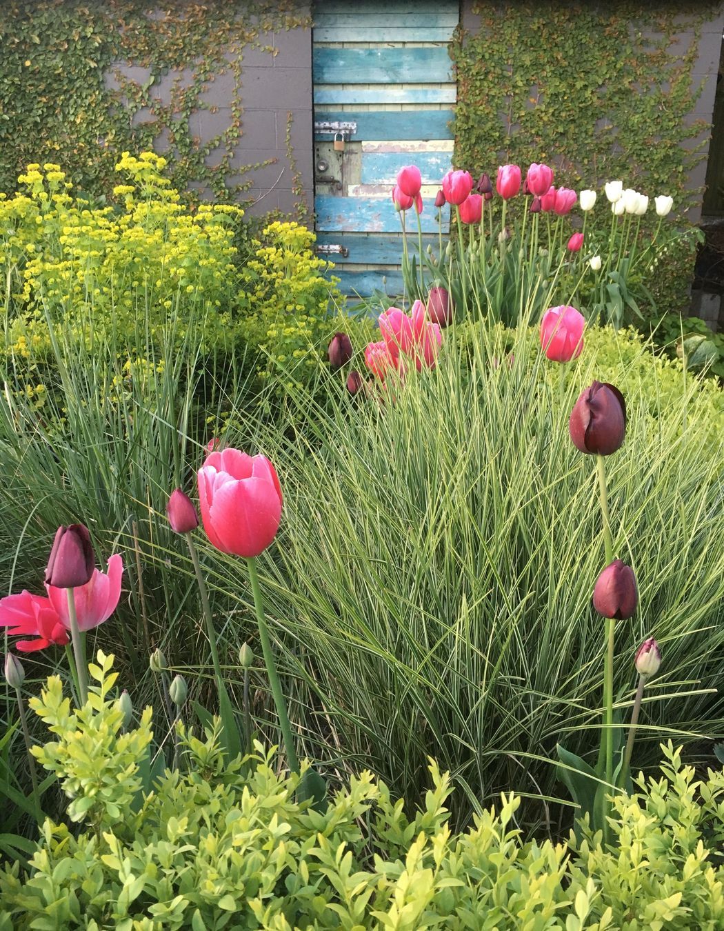 Shirley Garden