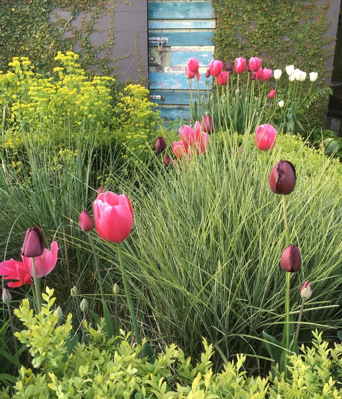 Shirley Garden