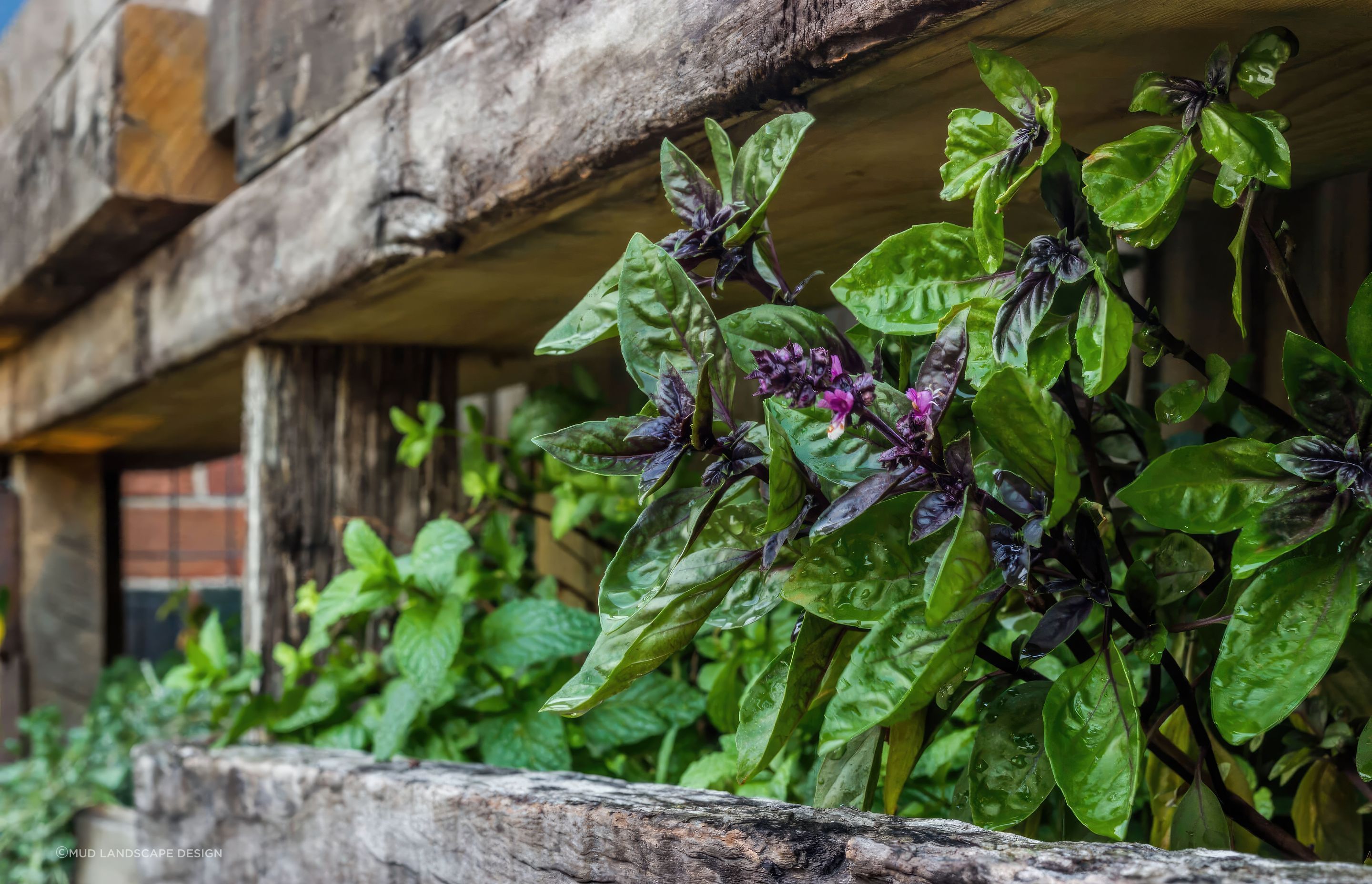 up12-Cooks-Hill-plants-fix-standard-scale-200x.jpg